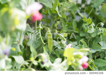 Pea and flowers Pea and flowers 88946386