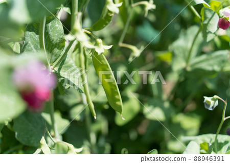 Pea and flowers 88946391