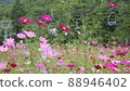 Cosmos fields and lifts 88946402
