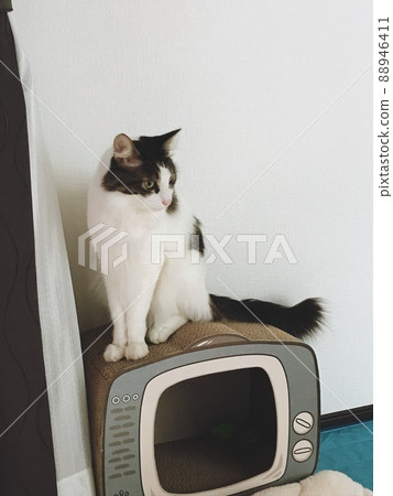 Cats cute gorgeous indoor animals Cats cute gorgeous indoor animals 88946411