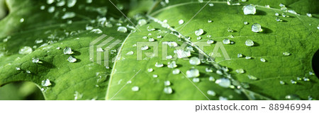 葉子上的水滴/雨圖像 葉子上的水滴/雨圖像 88946994