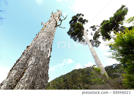 台灣百岳登山健行 小關山 88948021