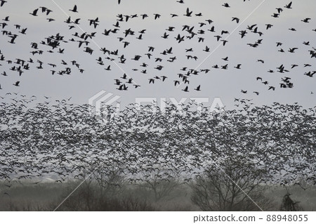 A flock of waterfowl guns taking off from the roosting swamp with the Asahi A flock of waterfowl guns taking off from the roosting swamp with the Asahi 88948055