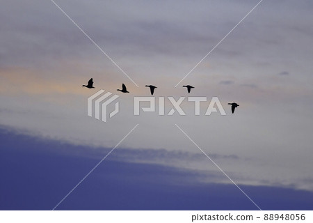 一群水鳥槍帶著朝日從棲息的沼澤中起飛 88948056