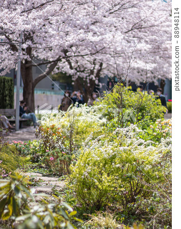 櫻花在東京中城 櫻花在東京中城 88948114