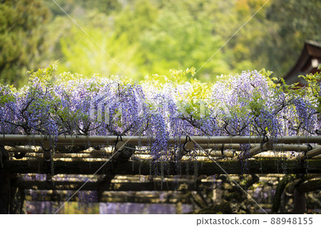 Wisteria shelf of Kasuga Taisha Shrine in Kasugano-cho, Nara City, Nara Prefecture Wisteria shelf of Kasuga Taisha Shrine in Kasugano-cho, Nara City, Nara Prefecture 88948155