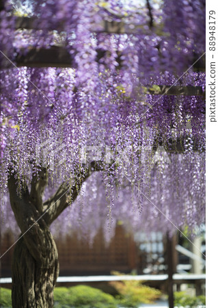 Wisteria shelf at Fujii-dera Temple in Fujiidera City, Osaka Prefecture 88948179