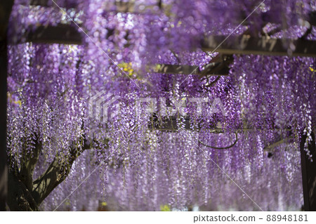 Wisteria shelf at Fujii-dera Temple in Fujiidera City, Osaka Prefecture 88948181