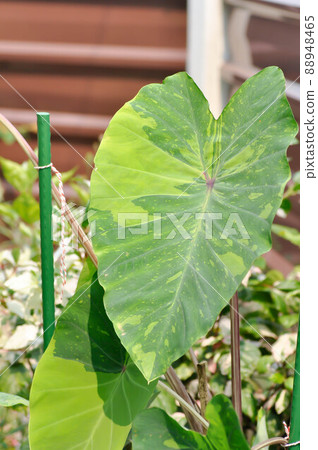 Colocasia esculenta, Lemon Lime Gecko or Colocasia Colocasia esculenta, Lemon Lime Gecko or Colocasia 88948465