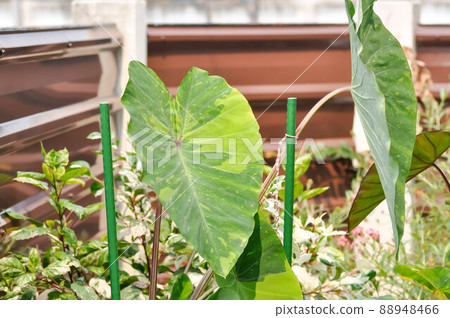 Colocasia esculenta, Lemon Lime Gecko or Colocasia Colocasia esculenta, Lemon Lime Gecko or Colocasia 88948466