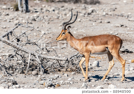 Impalas in Etosha National Park Impalas in Etosha National Park 88948500