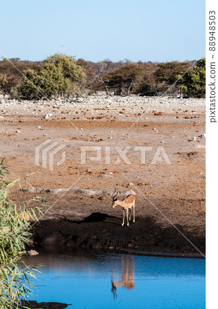 Impalas drinking from a waterhole 88948503