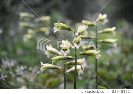 Cardiocrinum cordifolia ② Cardiocrinum cordifolia ② 88948532