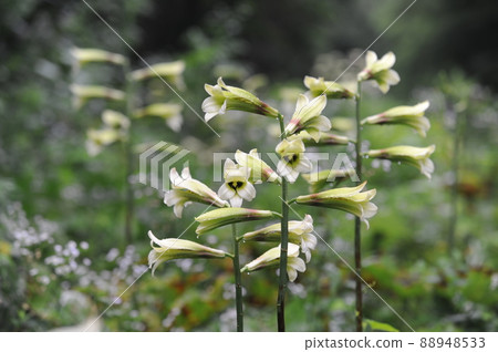 Cardiocrinum ③ Cardiocrinum ③ 88948533