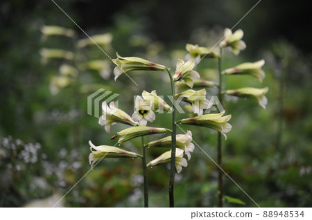 Cardiocrinum ④ 88948534