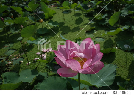 Lotus flower (light pink) 88948601