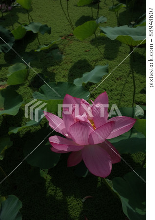 Lotus flower (light pink) Lotus flower (light pink) 88948602