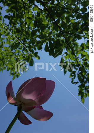 Lotus flower (light pink) 88948645