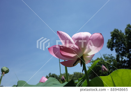 蓮花(淺粉色) 蓮花(淺粉色) 88948665
