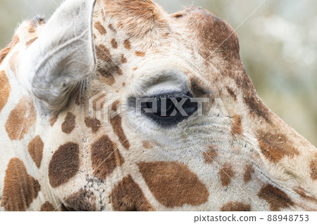 Kirin up Kirin up 88948753