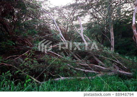 Fallen tree in forest with ivy 88948794