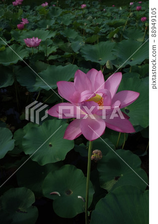 蓮花（淺粉色） 88949105