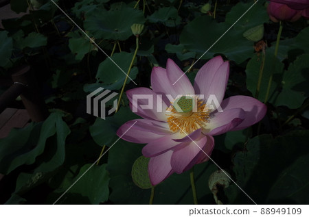 蓮花（淺粉色） 88949109