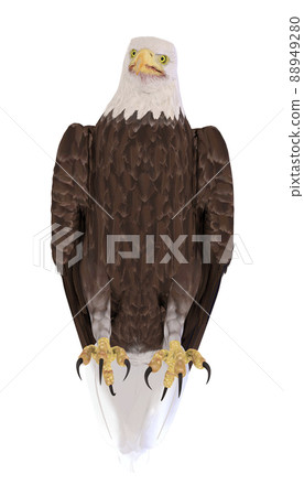 Hakutowashi☆Baekdu Eagle 88949280
