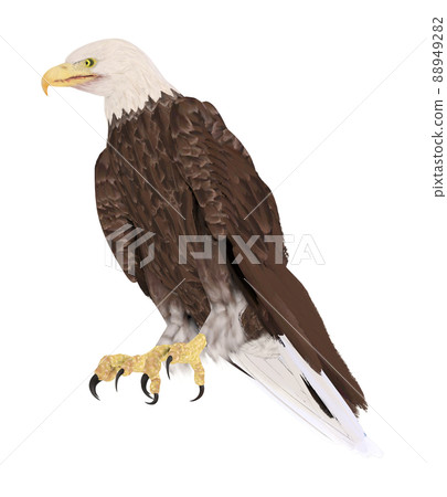 Hakutowashi☆Baekdu Eagle Hakutowashi☆Baekdu Eagle 88949282