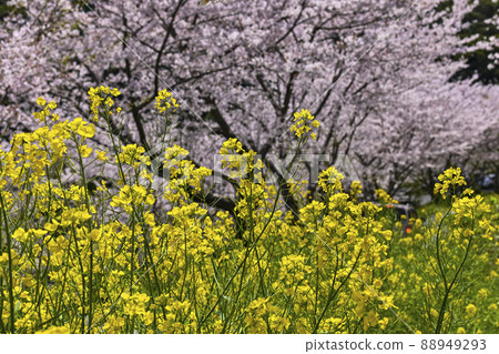Rape blossoms and Yoshino cherry tree Rape blossoms and Yoshino cherry tree 88949293
