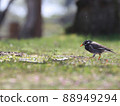 Walking with starling 88949294