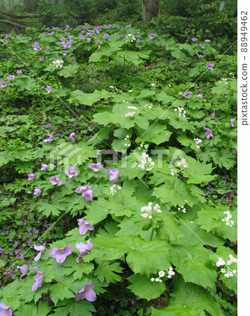 掌葉海棠(紫色)和骷髏花(白色)② 掌葉海棠(紫色)和骷髏花(白色)② 88949462