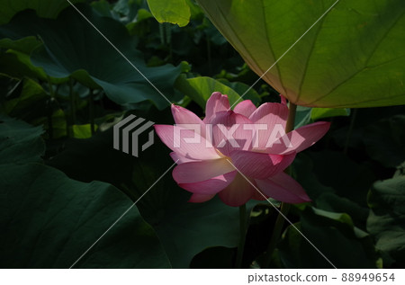 Lotus flower (light pink) 88949654