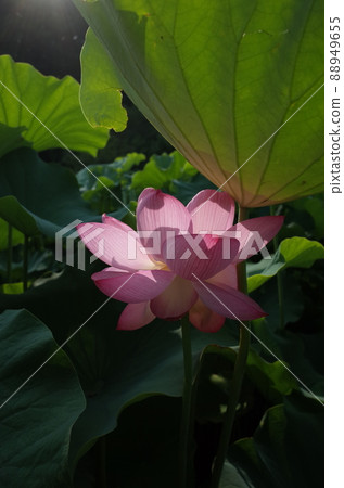 Lotus flower (light pink) 88949655