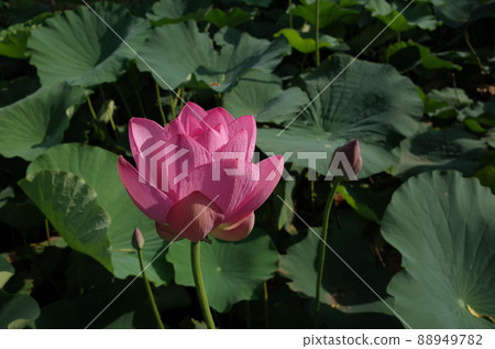 Lotus flower (light pink) 88949782