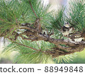 Thrush stopping at a pine tree and looking at you 88949848