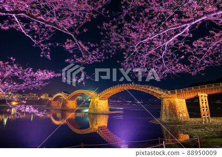 The night illumination is projected as spring cherry blossoms at Kintaikyo Bridge, a tourist destination in Yamaguchi Prefecture. 88950009