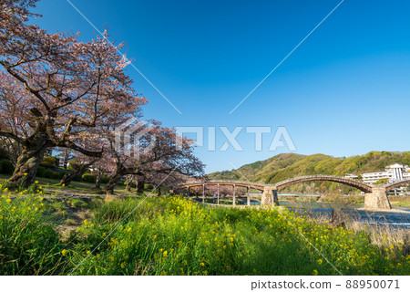 The night illumination is projected as spring cherry blossoms at Kintaikyo Bridge, a tourist destination in Yamaguchi Prefecture. 88950071