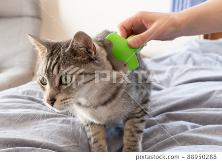Brushing Sabatra cat 88950288