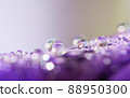 Lots of water drops playing on purple flowers 88950300