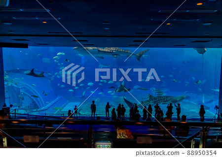 Aquarium landscape Aquarium landscape 88950354
