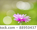 Beautiful ball bokeh on the background of the trailing ice plant 88950437