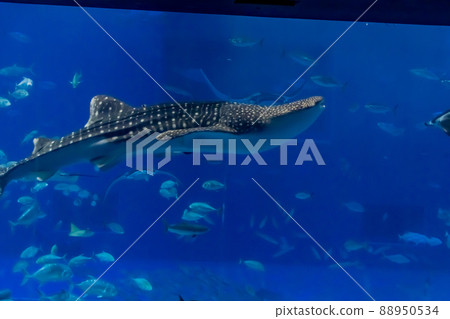 Aquarium Aquarium 88950534
