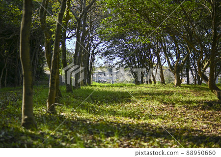 Forest path leading to a small shrine Forest path leading to a small shrine 88950660