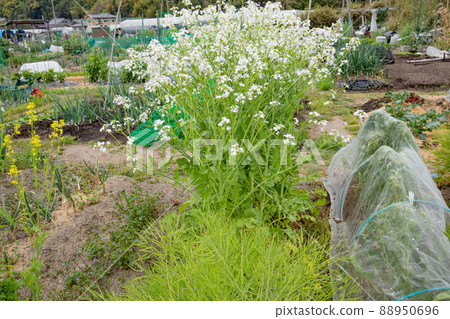 四月菜園裡雜草叢生的蘿蔔花 四月菜園裡雜草叢生的蘿蔔花 88950696