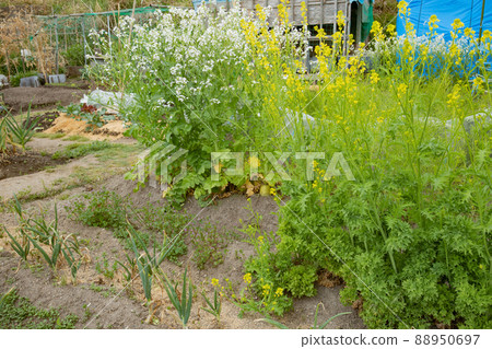4月菜園里長滿蘿蔔花和花環菊花 88950697
