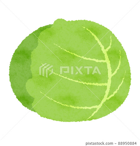 Illustration of analog-style cabbage Illustration of analog-style cabbage 88950884