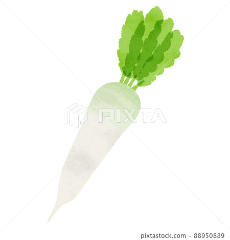 Illustration of analog-style radish Illustration of analog-style radish 88950889