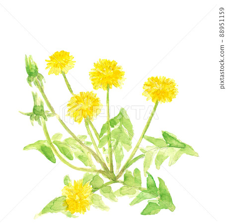 Dandelion flowers and buds blooming in the field [Hand-painted watercolor] White background Transparent background Copy space available 88951159
