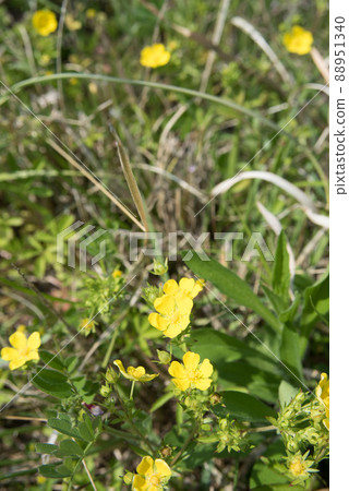 Potentilla chinensis flowers blooming in the spring field Potentilla chinensis flowers blooming in the spring field 88951340